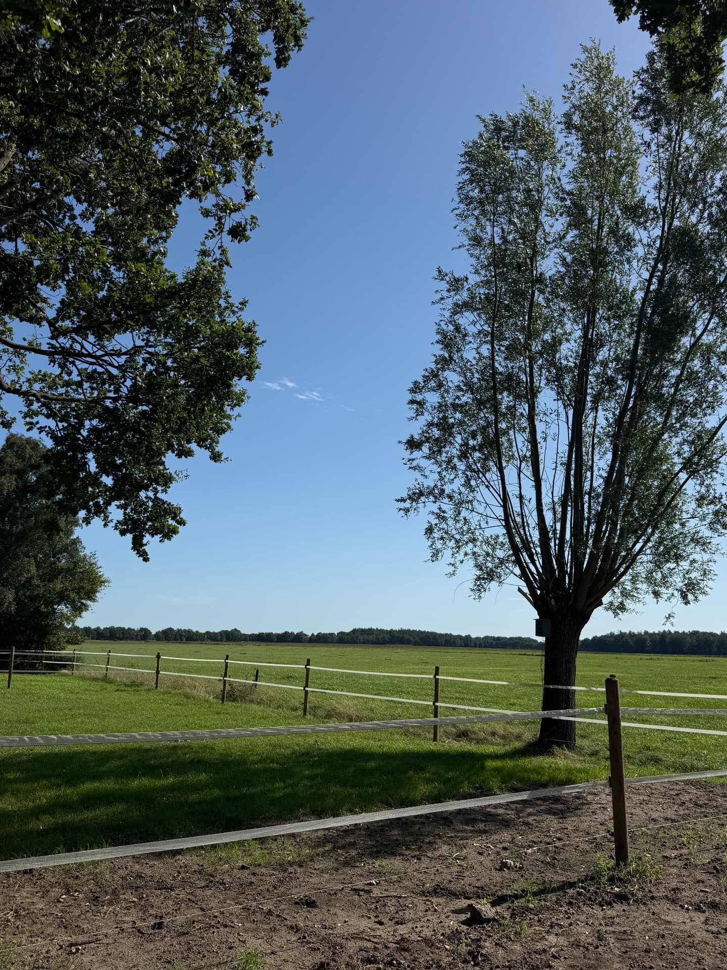 Drents landschap met groene weides en bomen